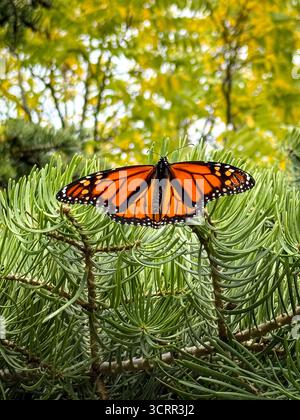 Papillon monarque avec des ailes ouvertes sur une branche à feuilles persistantes au soleil chaud Banque D'Images