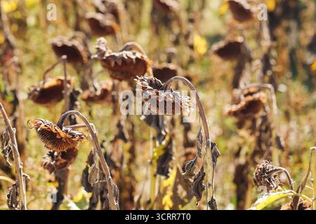 Plantes de tournesol sèches dans le champ d'automne en gros plan. Fleurs fanées et paysage naturel saisonnier pendant la campagne de fin d'été en plein air. Banque D'Images