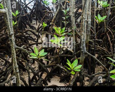 Mangrove rouge (rhizophora mucronata) et ses racines aériennes à marée basse, île curieuse, Seychelles Banque D'Images