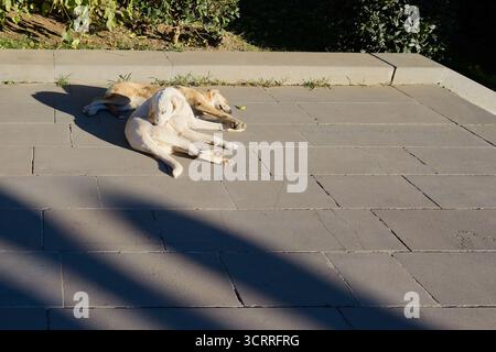Deux chiens de rue, un blanc et un rougeâtre, dormant sur de larges carreaux de trottoir gris. La lumière vive du soleil crée des ombres contrastées et longues Banque D'Images