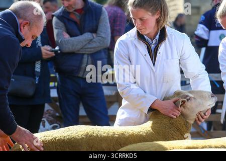 40th Masham Sheep Fair 2025, North Yorkshire, Angleterre, Royaume-Uni Banque D'Images