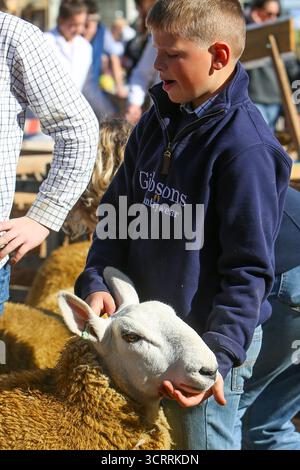 40th Masham Sheep Fair 2025, North Yorkshire, Angleterre, Royaume-Uni Banque D'Images