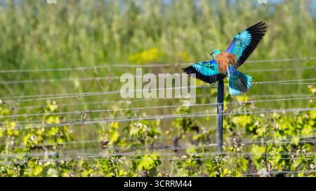 Un rouleau européen (Coracias Garrulus) atterrissant dans un vignoble à Bardenas Reals, vue arrière des ailes ouvertes, 16 :9 Banque D'Images