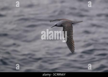 Brun Noddy (noio koha, Anous minutus) en vol Banque D'Images