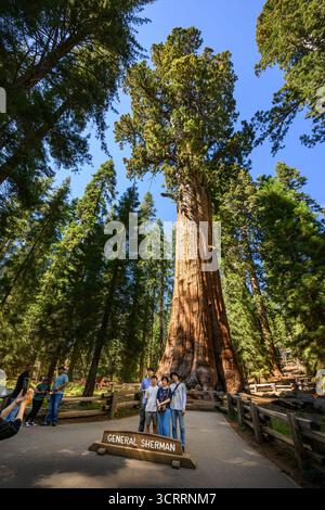 Le magnifique séquoia géant le général Sherman. Le plus grand arbre du monde. Banque D'Images