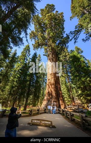 Le magnifique séquoia géant le général Sherman. Le plus grand arbre du monde. Banque D'Images