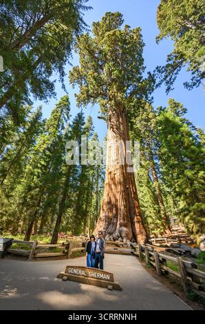 Le magnifique séquoia géant le général Sherman. Le plus grand arbre du monde. Banque D'Images