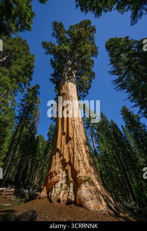 Le magnifique séquoia géant le général Sherman. Le plus grand arbre du monde. Banque D'Images