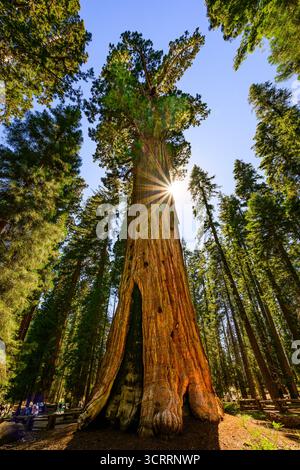 Le magnifique séquoia géant le général Sherman. Le plus grand arbre du monde. Banque D'Images