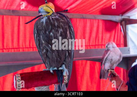 Aigle doré assis fièrement avec une capuche en cuir et un gant de fauconnier, mettant en valeur la beauté des rapaces et les anciennes traditions de fauconnerie Banque D'Images