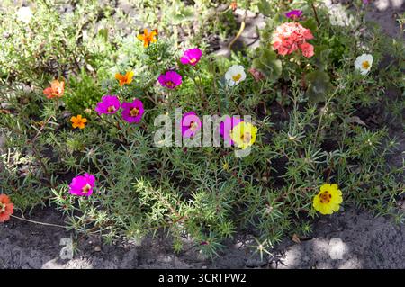 Fleurs Portulaca grandiflora dans le parc de la ville. Belle plante succulente en floraison estivale. Nom de famille Portulacaceae, nom scientifique Portulaca. Séléc Banque D'Images