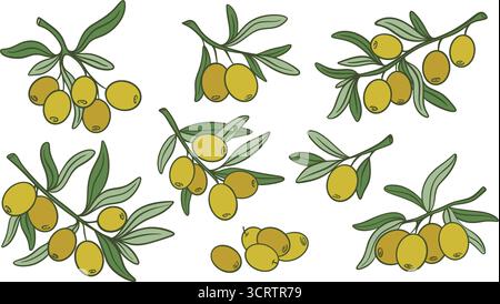 Branches d'olivier dessinées à la main avec fruits sertis. Olives vertes mûres pour huile extra vierge. Clip art de brindilles d'olive, éléments vectoriels Illustration de Vecteur
