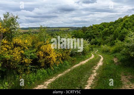 Un chemin de terre courbe à travers un feuillage vert vibrant et des fleurs sauvages colorées sous un ciel nuageux dans un cadre de campagne sereine pendant la saison printanière. Banque D'Images