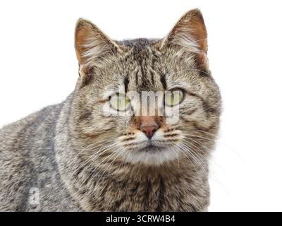 Portrait d'un chat gris isolé sur blanc Banque D'Images
