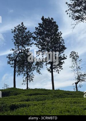 Arbres debout au-dessus de plantations vertes luxuriantes de thé sous un ciel bleu vif Banque D'Images