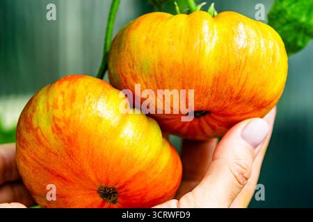 Mains récoltant des tomates anciennes mûres dans le jardin Banque D'Images