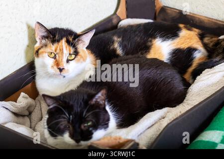 Deux adorables chats calico sont confortablement allongés sur une couverture douce dans une boîte confortable, appréciant les uns les autres compagnie et chaleur Banque D'Images