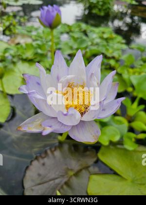 Un nénuphar, probablement une variété de Nymphées Banque D'Images