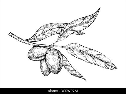 Branche d'amande avec gousses mûres et feuilles vecteur illustration isolée. Plantes monochromes dessinées à la main avec gravure vintage de noix saines comestibles. Illustration de Vecteur