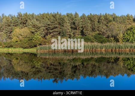 Cette vue imprenable sur le lac présente des arbres et des roseaux vibrants le long du bord de l'eau, leurs reflets créant une image sereine, parfaite pour la relaxation Banque D'Images