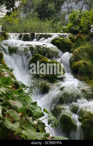 Une cascade sereine coule sur des rochers mousselés dans une forêt luxuriante, entourée d'une végétation vibrante et d'arbres imposants. Banque D'Images