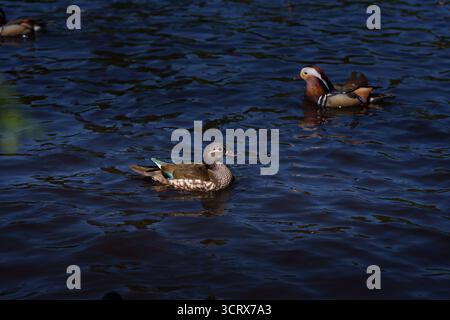 Canard mandarin (Aix galericulata), canard de forêt nageant sur l'eau avec d'autres canards, plan engageant profond, montrant un comportement naturel. Banque D'Images