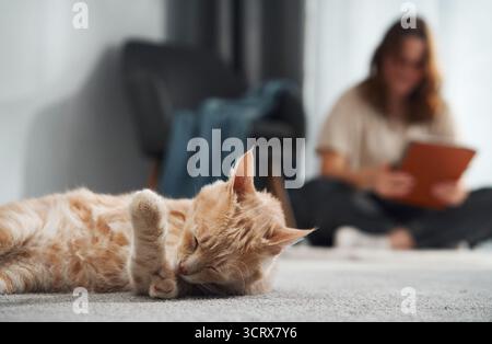 Un chat au gingembre repose sur le côté confortablement sur un sol mou. En arrière-plan, une personne est assise les jambes croisées tenant une tablette. Banque D'Images