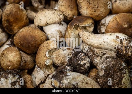 Champignons porcini à vendre, avec une focalisation sélective Banque D'Images