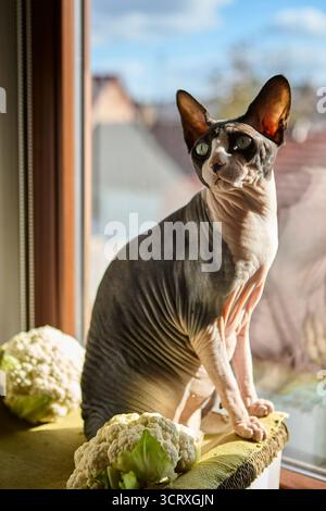 Chat sphynx sans poils assis debout à côté du chou-fleur sur un rebord de fenêtre avec la lumière naturelle qui traverse. La scène met en lumière l’exoti du chat Banque D'Images
