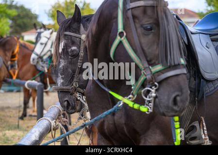 Chevaux Rairiz de Veiga en attente à la Festa da Sainza en Galice Espagne Banque D'Images