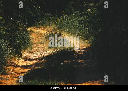 Un étroit chemin de terre courbe à travers de hautes herbes vertes et disparaît à l'ombre de la forêt, créant une atmosphère calme et paisible. Banque D'Images