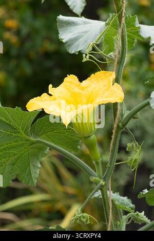 fleur femelle avec ovaire de courge butternut, citrouille butternut, vigne poussant jusqu'à une ficelle, corde, à l'extérieur, grande fleur jaune Banque D'Images