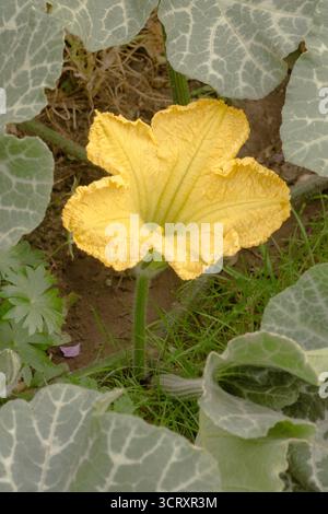 fleur mâle de courge butternut, citrouille butternut montrant des feuilles sur le sol, grande fleur jaune sur une tige Banque D'Images