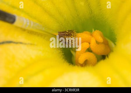 pinceau appliquant le pollen de la fleur mâle sur le stigmate de la fleur femelle de courge butternut pour essayer de la polliniser ou de la fertiliser Banque D'Images