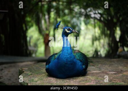 peacock tête vers le haut sur le dessus de la coupe en bois Banque D'Images