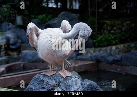 oiseau au sommet de la roche dans la partie oiseau de kula lumpur Banque D'Images