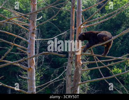 Ours brun reposant sur une branche d'arbre. Banque D'Images