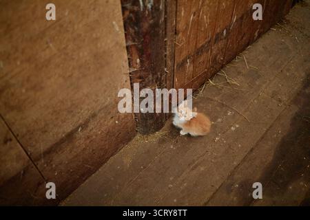Gingembre Kitten assis sur le plancher en bois regardant vers le haut dans le cadre rustique de la grange Banque D'Images