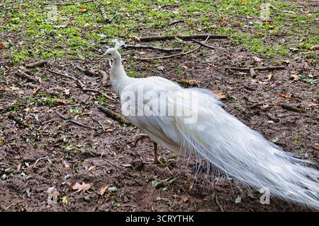 Bel oiseau de paon blanc marchant sur le terrain de la ferme avec des plumes élégantes et un aspect unique de la faune albinos Banque D'Images