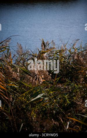 Vue Moody de grands roseaux communs Phragmites bordant la surface texturée de l'eau bleue. Banque D'Images
