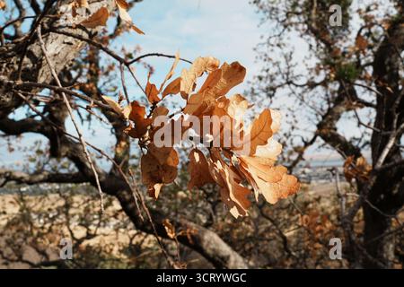 Des feuilles de chêne sèches s'accrochent à une branche à la fin de l'automne à Black Diamond Mines, capturant la beauté sauvage du changement saisonnier contre les collines dorées. Banque D'Images