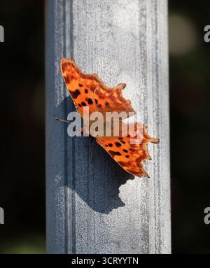 Un papillon virgule reposant sur un poteau en métal dans le Sussex Banque D'Images