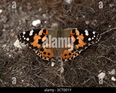 Un papillon peint Lady repose sur un sol crayeux dans le Sussex Banque D'Images