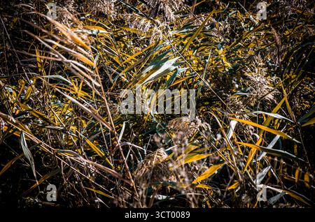Texture de roseau doré et panaches dans la lumière du soleil d'automne Banque D'Images