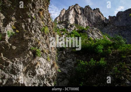 Falaises rocheuses majestueuses et parois du canyon avec végétation verte, vue à faible angle Banque D'Images