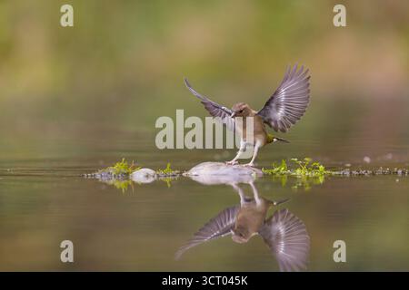 Chaffinch commun Fringilla coelebs, femelle adulte atterrissant sur la pierre dans l'étang, Suffolk, Angleterre, octobre Banque D'Images