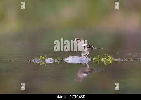 Chaffinch commun Fringilla coelebs, femelle adulte perchée sur pierre dans un étang, Suffolk, Angleterre, octobre Banque D'Images