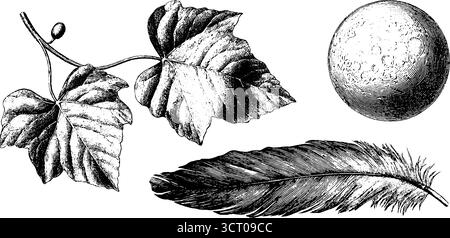 Ensemble d'illustrations botaniques et lunaires gravées représentant la pleine lune, le lierre et la plume. Illustration de Vecteur