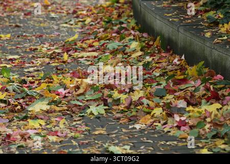 Dublin, Irlande - 03 octobre 2025 - des feuilles jaunes, rouges et vertes parsemées sur le sentier pédestre du centre-ville de Dublin par une journée humide et venteuse alors que la tempête Amy approche dans la capitale irlandaise Banque D'Images