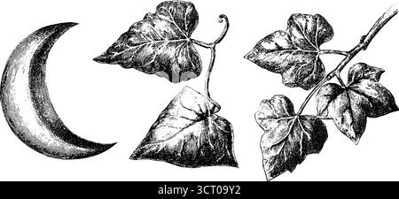 Ensemble d'illustrations gravées représentant des silhouettes de croissant de lune et de feuillage pour le design et la décoration. Illustration de Vecteur